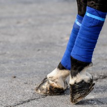 FIERACAVALLI