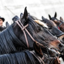 FIERACAVALLI
