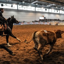 FIERACAVALLI
